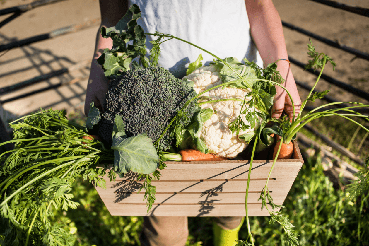 Sustainable Nutrition 2 The Silver Nutritionist image of a basket of fresh garden produce