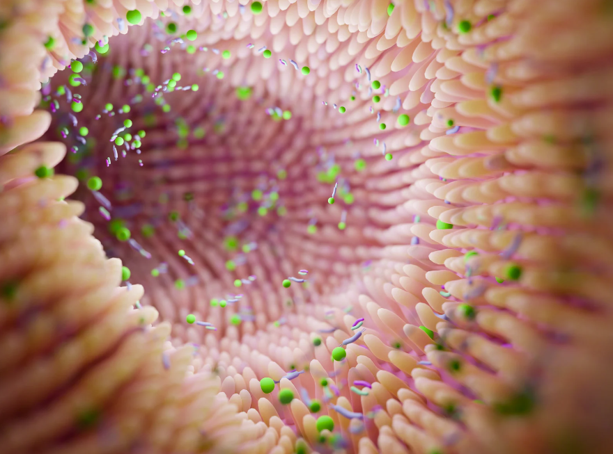 gut health (5) the silver nutritionist image on gut health specifically depicting Microbiome Balance: Your Key to Gut Health and Immunity
